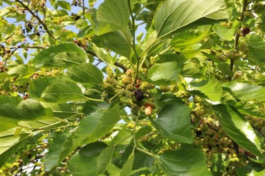 Schwarze Maulbeere Morus nigra Hochstamm Stammumfang 12-14 T Morus nigra Hochstamm 12/14