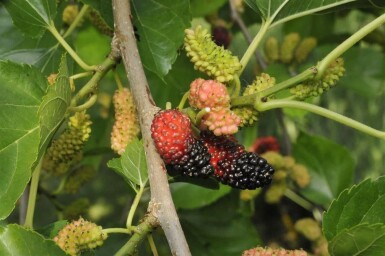 Schwarze Maulbeere Morus nigra Hochstamm Stammumfang 12-14 T Morus nigra Hochstamm 12/14