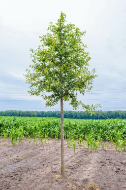 Wald-Tupelobaum Nyssa sylvatica Hochstamm Nyssa sylvatica Hochstamm