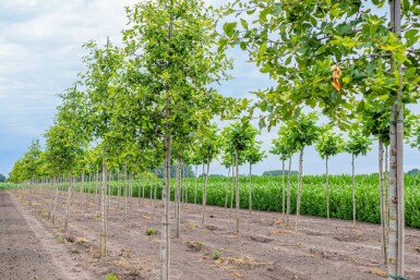 Wald-Tupelobaum Nyssa sylvatica Hochstamm Nyssa sylvatica Hochstamm