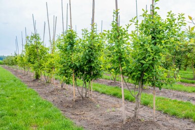 Wald-Tupelobaum Nyssa sylvatica Mehrstämmig Nyssa sylvatica Mehrstämmig