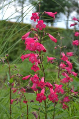Großblütiger Bartfaden Penstemon 'Andenken an F. Hahn' 5-10 Topf 9x9 cm (P9) Penstemon 'Andenken an F. Hahn'
