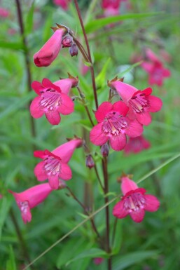 Großblütiger Bartfaden Penstemon 'Andenken an F. Hahn' 5-10 Topf 9x9 cm (P9) Penstemon 'Andenken an F. Hahn'