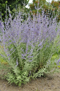 Blauraute Perovskia atriplicifolia 'Blue Spire' 15-20 Topf 2 ltr. (C2) Perovskia atriplicifolia 'Blue Spire'