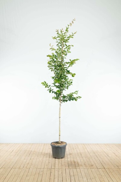 Eisenholzbaum Parrotia persica 'Vanessa' Hochstamm Stammumfang 20-25 T Parrotia persica 'Vanessa' Hochstamm 20/25