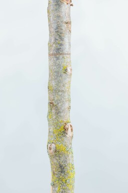 Eisenholzbaum Parrotia persica 'Vanessa' Hochstamm Stammumfang 20-25 T Parrotia persica 'Vanessa' Hochstamm 20/25