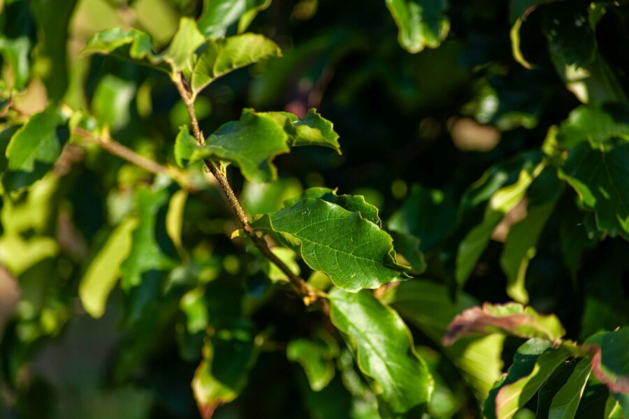 Eisenholzbaum Parrotia persica 'Vanessa' Mehrstämmig 350-400 T Parrotia persica 'Vanessa' Mehrstämmig 350-400
