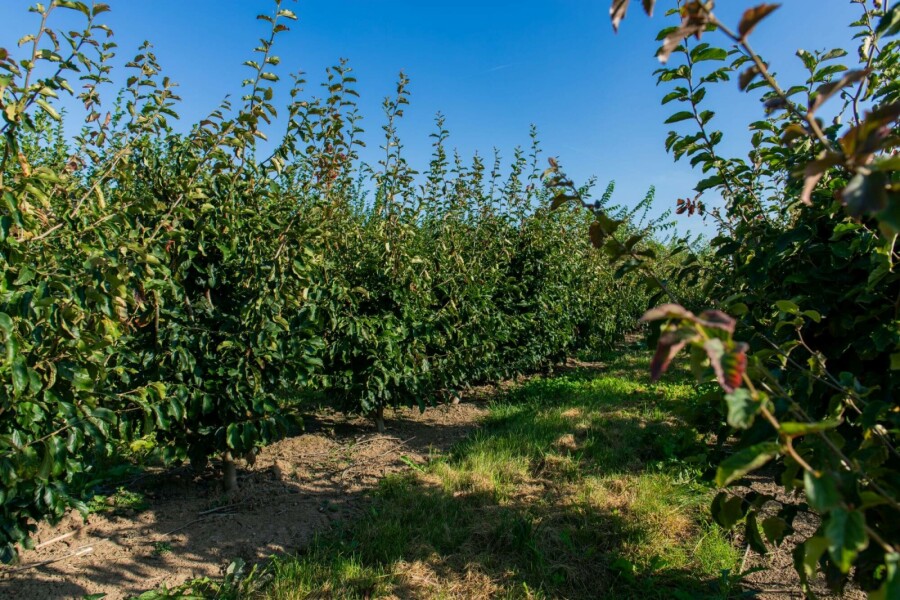 Eisenholzbaum Parrotia persica 'Vanessa' Mehrstämmig 350-400 T Parrotia persica 'Vanessa' Mehrstämmig 350-400
