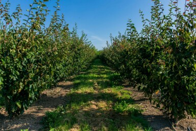 Eisenholzbaum Parrotia persica 'Vanessa' Mehrstämmig 350-400 T Parrotia persica 'Vanessa' Mehrstämmig 350-400