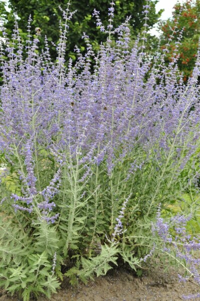 Blauraute Perovskia atriplicifolia 'Blue Spire' 5-10 Topf 9x9 cm (P9) Perovskia atriplicifolia 'Blue Spire'