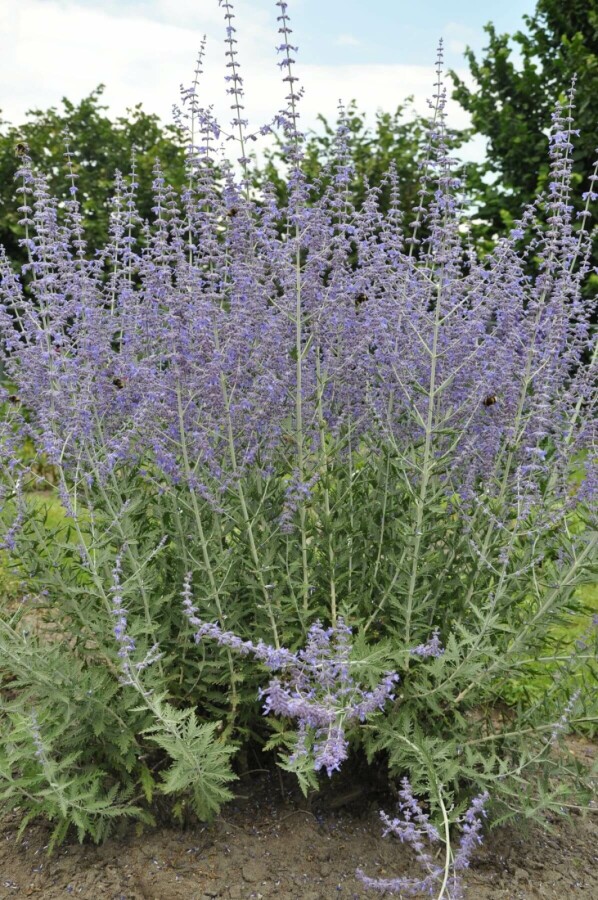 Blauraute Perovskia atriplicifolia 'Blue Spire' 5-10 Topf 9x9 cm (P9) Perovskia atriplicifolia 'Blue Spire'
