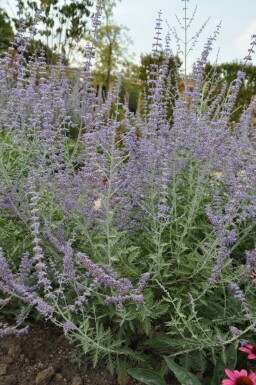Blauraute Perovskia atriplicifolia 'Blue Spire' 5-10 Topf 9x9 cm (P9) Perovskia atriplicifolia 'Blue Spire'