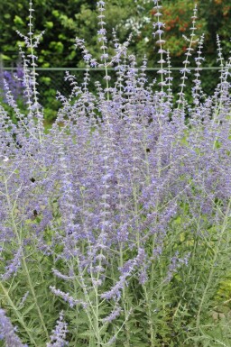 Blauraute Perovskia atriplicifolia 'Blue Spire' 5-10 Topf 9x9 cm (P9) Perovskia atriplicifolia 'Blue Spire'