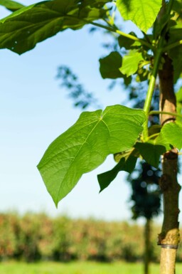 Paulownia fortunei 'Fast Blue' Paulownia fortunei 'FAST BLUE' Paulownia fortunei 'FAST BLUE'