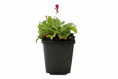 Schnecken-Knöterich Persicaria affinis 'Darjeeling Red' 5-10 Topf 9x9 cm (P9)