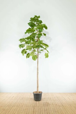 Blauglockenbaum Paulownia tomentosa Hochstamm Paulownia tomentosa Hochstamm