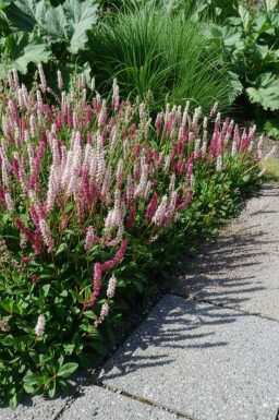 Schnecken-Knöterich Persicaria affinis 'Superba' 5-10 Topf 9x9 cm (P9) Persicaria affinis 'Superba'