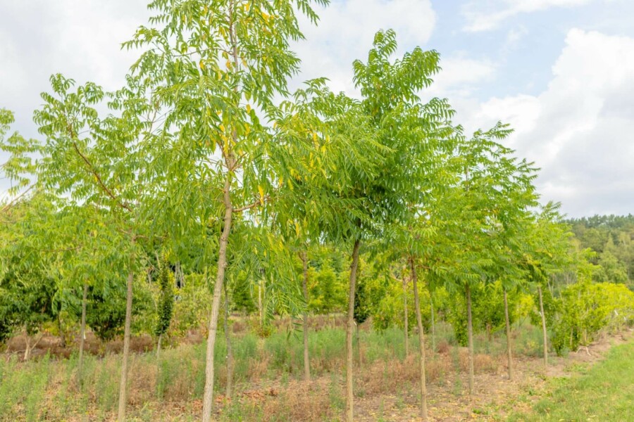 Amur-Korkbaum Phellodendron amurense Hochstamm Stammumfang 16-18 T Phellodendron amurense Hochstamm 16/18