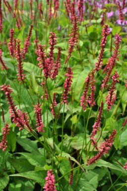 Kerzen-Knöterich Persicaria amplexicaulis 'Speciosa' 5-10 Topf 9x9 cm (P9)