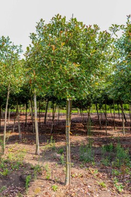 Glanzmispelbäume Photinia fraseri 'Red Robin' Hochstamm Photinia fraseri 'Red Robin' Hochstamm