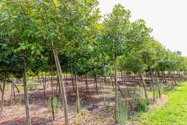 Glanzmispelbäume Photinia fraseri 'Red Robin' Hochstamm Photinia fraseri 'Red Robin' Hochstamm