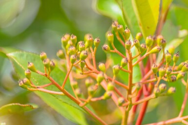 Glanzmispelbäume Photinia fraseri 'Red Robin' Hochstamm Stammumfang 6-8 Stammhöhe 180 T Photinia fraseri 'Red Robin' Hochstamm 6/8 180cm Stamm