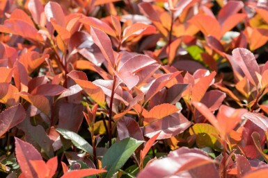 Glanzmispelbäume Photinia fraseri 'Red Robin' Hochstamm Stammumfang 6-8 Stammhöhe 180 T Photinia fraseri 'Red Robin' Hochstamm 6/8 180cm Stamm