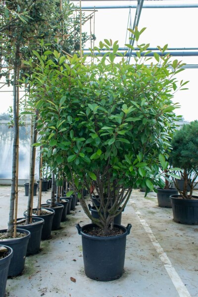 Glanzmispelbäume Photinia fraseri 'Red Robin' Mehrstämmig 200-250 T Photinia fraseri 'Red Robin' Mehrstämmig 200-250