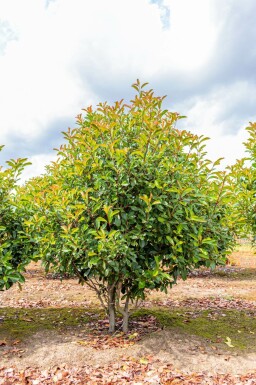 Glanzmispelbäume Photinia fraseri 'Red Robin' Mehrstämmig Photinia fraseri 'Red Robin' Mehrstämmig