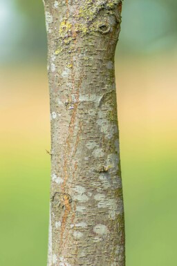 Glanzmispelbäume Photinia fraseri 'Red Robin' Mehrstämmig 200-250 T Photinia fraseri 'Red Robin' Mehrstämmig 200-250