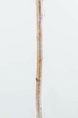 Glanzmispelbäume Photinia fraseri 'Red Robin' Mehrstämmig 200-250 T Photinia fraseri 'Red Robin' Mehrstämmig 200-250