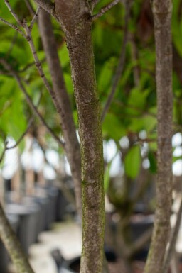 Glanzmispelbäume Photinia fraseri 'Red Robin' Mehrstämmig 200-250 T Photinia fraseri 'Red Robin' Mehrstämmig 200-250