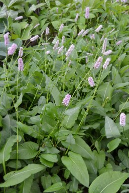 Schlangen-Knöterich Persicaria bistorta 'Superba' 5-10 Topf 9x9 cm (P9) Persicaria bistorta 'Superba'