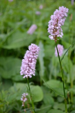 Schlangen-Knöterich Persicaria bistorta 'Superba' 5-10 Topf 9x9 cm (P9) Persicaria bistorta 'Superba'