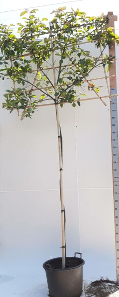 Glanzmispelbäume Photinia fraseri 'Red Robin' Spalierbaum Stammumfang 6-8 Stammhöhe 180 Spalier 150  Photinia fraseri 'Red Robin' Spalierbaum 6/8 180cm Stamm 150b x 120h