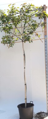 Glanzmispelbäume Photinia fraseri 'Red Robin' Spalierbaum Photinia fraseri 'Red Robin' Spalierbaum