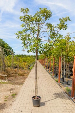 Glanzmispelbäume Photinia fraseri 'Red Robin' Spalierbaum Photinia fraseri 'Red Robin' Spalierbaum