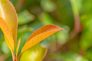 Glanzmispelbäume Photinia fraseri 'Red Robin' Spalierbaum Stammumfang 6-8 Stammhöhe 180 Spalier 150  Photinia fraseri 'Red Robin' Spalierbaum 6/8 180cm Stamm 150b x 120h