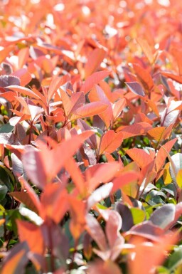 Glanzmispelbäume Photinia fraseri 'Red Robin' Spalierbaum Stammumfang 6-8 Stammhöhe 180 Spalier 150  Photinia fraseri 'Red Robin' Spalierbaum 6/8 180cm Stamm 150b x 120h