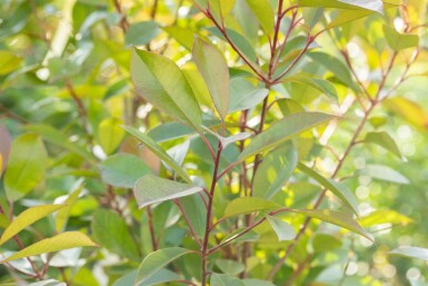 Glanzmispelbäume Photinia fraseri 'Red Robin' Spalierbaum Stammumfang 6-8 Stammhöhe 180 Spalier 150  Photinia fraseri 'Red Robin' Spalierbaum 6/8 180cm Stamm 150b x 120h