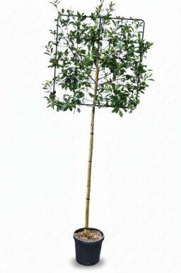 Photinia fraseri 'Red Robin' Spalierbaum