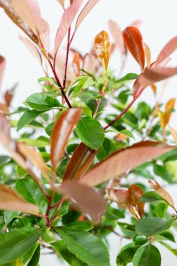 Glanzmispelbäume Photinia fraseri 'Red Robin' Halbstamm Photinia fraseri 'Red Robin' Halbstamm