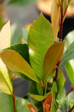 Glanzmispelbäume Photinia fraseri 'Red Robin' Halbstamm Stammhöhe 120 T Photinia fraseri 'Red Robin' Halbstamm 120cm Stamm
