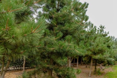 Schwarz-Kiefer Pinus nigra subsp. nigra Pinus nigra subsp. nigra