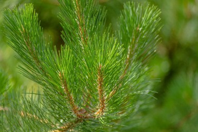 Schwarz-Kiefer Pinus nigra subsp. nigra Pinus nigra subsp. nigra