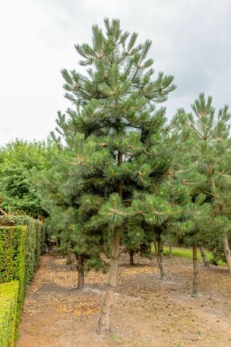 Schwarz-Kiefer Pinus nigra subsp. nigra Hochstamm Pinus nigra subsp. nigra Hochstamm