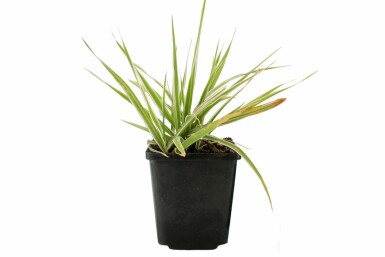 Buntblättriges Rohrglanzgras Phalaris arundinacea 'Picta' 5-10 Topf 9x9 cm (P9) Phalaris arundinacea 'Picta'