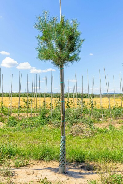 Gewöhnliche Kiefer Pinus sylvestris Hochstamm Stammumfang 10-12 T Pinus sylvestris Hochstamm 10/12