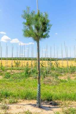 Gewöhnliche Kiefer Pinus sylvestris Hochstamm Pinus sylvestris Hochstamm