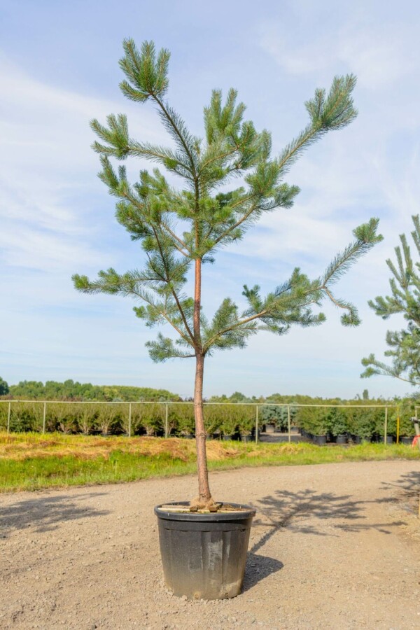 Gewöhnliche Kiefer Pinus sylvestris Hochstamm Stammumfang 10-12 T Pinus sylvestris Hochstamm 10/12